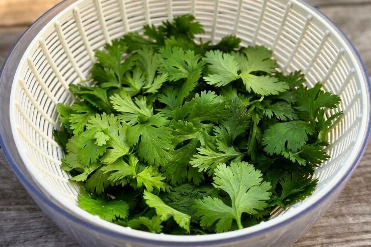 Wash the Cilantro